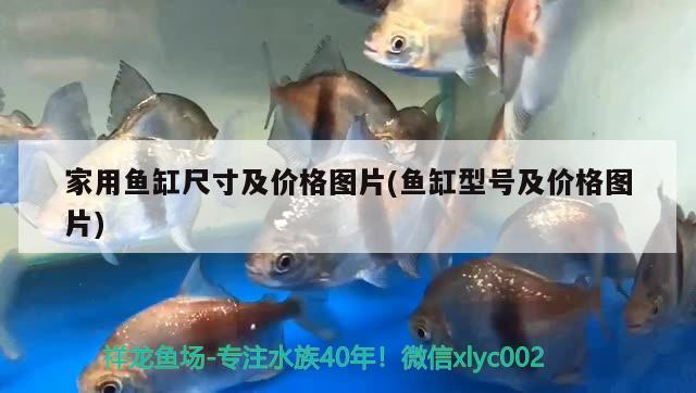 家用魚缸尺寸及價格圖片(魚缸型號及價格圖片) 朱巴利魚苗