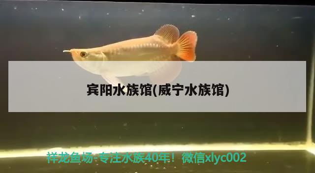 賓陽水族館(威寧水族館) 白子黃化銀龍魚