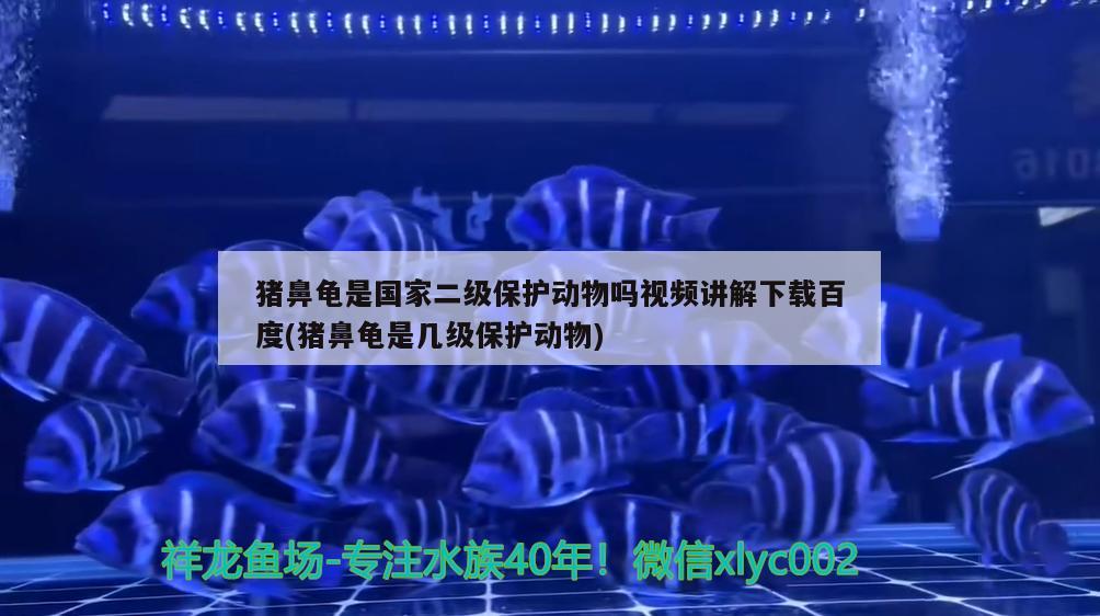 豬鼻龜是國家二級保護動物嗎視頻講解下載百度(豬鼻龜是幾級保護動物) 豬鼻龜百科