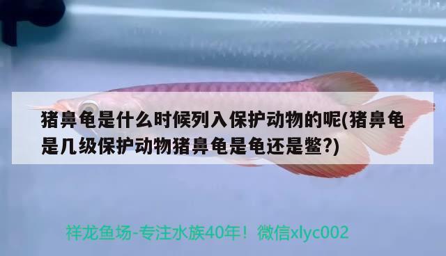 豬鼻龜是什么時候列入保護動物的呢(豬鼻龜是幾級保護動物豬鼻龜是龜還是鱉?) 豬鼻龜百科