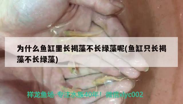 為什么魚缸里長褐藻不長綠藻呢(魚缸只長褐藻不長綠藻) 大正錦鯉魚