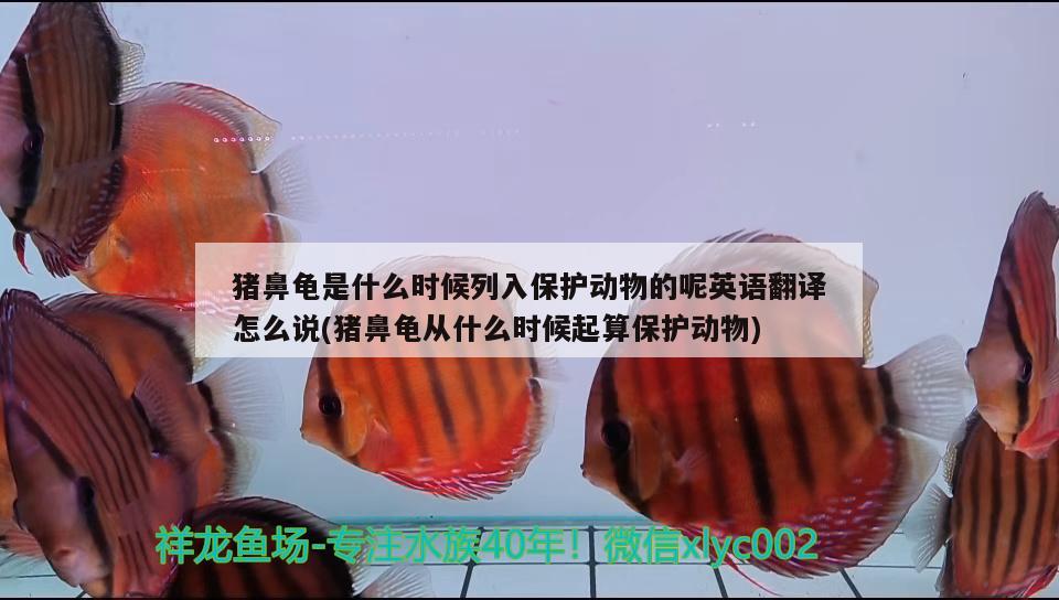 豬鼻龜是什么時候列入保護動物的呢英語翻譯怎么說(豬鼻龜從什么時候起算保護動物)