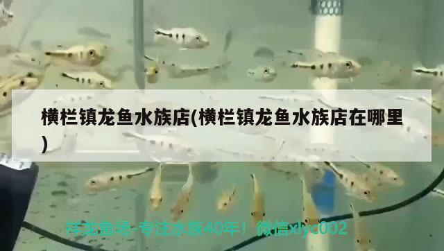 橫欄鎮(zhèn)龍魚水族店(橫欄鎮(zhèn)龍魚水族店在哪里) 狗仔招財(cái)貓魚