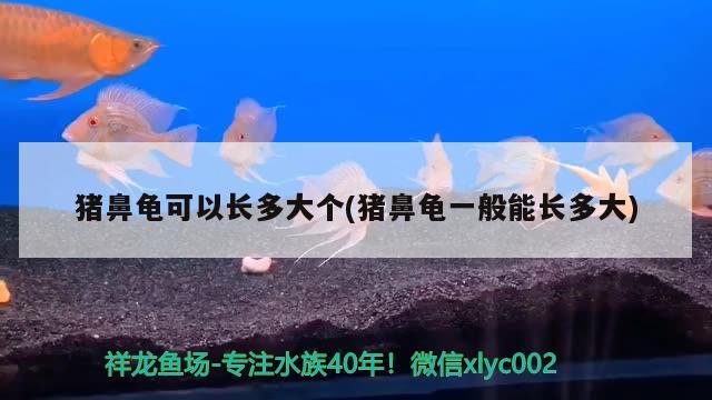 豬鼻龜可以長(zhǎng)多大個(gè)(豬鼻龜一般能長(zhǎng)多大)