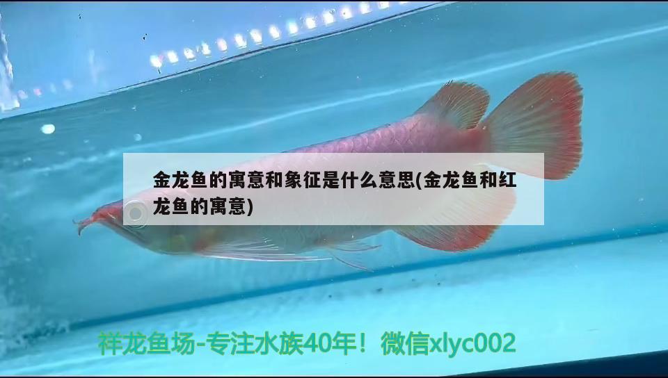 金龍魚的寓意和象征是什么意思(金龍魚和紅龍魚的寓意)