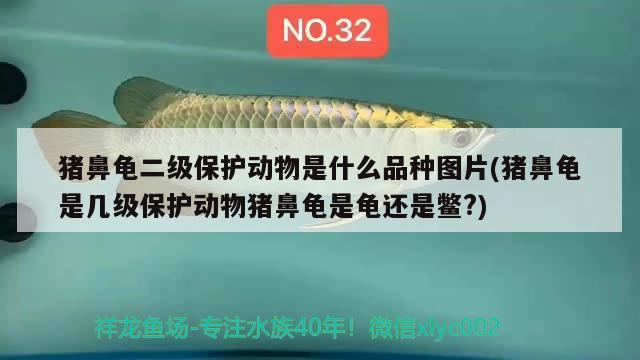 豬鼻龜二級保護動物是什么品種圖片(豬鼻龜是幾級保護動物豬鼻龜是龜還是鱉?) 豬鼻龜