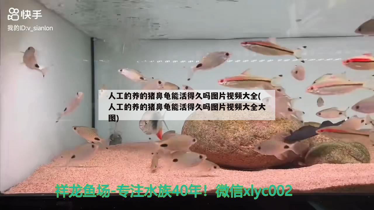 人工的養(yǎng)的豬鼻龜能活得久嗎圖片視頻大全(人工的養(yǎng)的豬鼻龜能活得久嗎圖片視頻大全大圖)