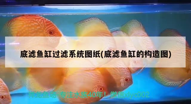 底濾魚缸過濾系統(tǒng)圖紙(底濾魚缸的構造圖) 白子銀龍苗（黃化銀龍苗）