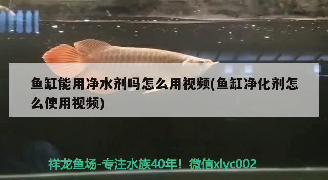 魚(yú)缸能用凈水劑嗎怎么用視頻(魚(yú)缸凈化劑怎么使用視頻) 國(guó)產(chǎn)元寶鳳凰魚(yú)