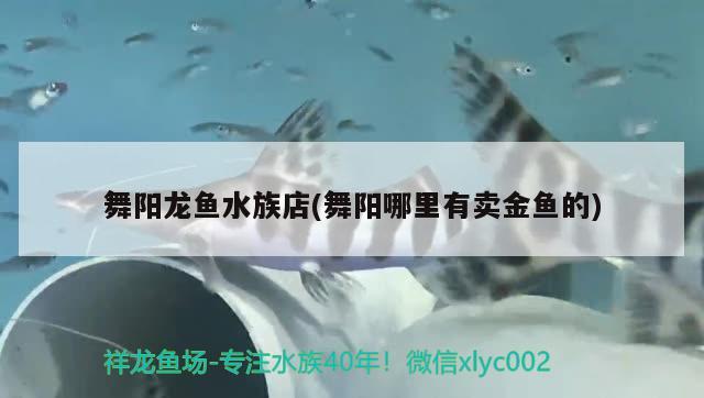 舞陽龍魚水族店(舞陽哪里有賣金魚的)