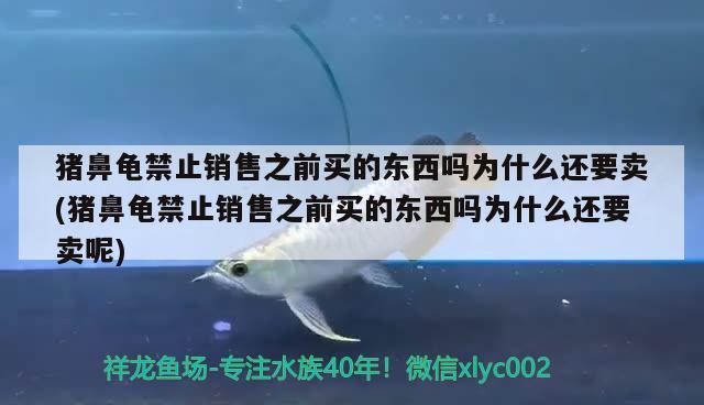 豬鼻龜禁止銷售之前買的東西嗎為什么還要賣(豬鼻龜禁止銷售之前買的東西嗎為什么還要賣呢) 豬鼻龜