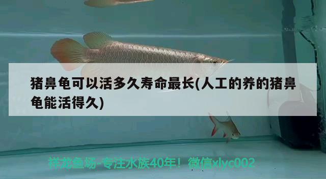 豬鼻龜可以活多久壽命最長(人工的養(yǎng)的豬鼻龜能活得久) 豬鼻龜