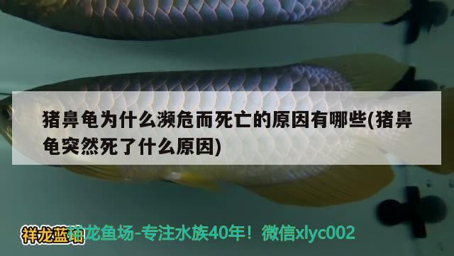 豬鼻龜為什么瀕危而死亡的原因有哪些(豬鼻龜突然死了什么原因)