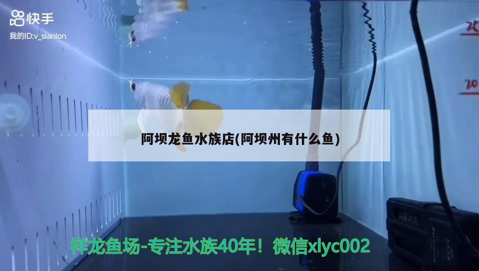 阿壩龍魚(yú)水族店(阿壩州有什么魚(yú))