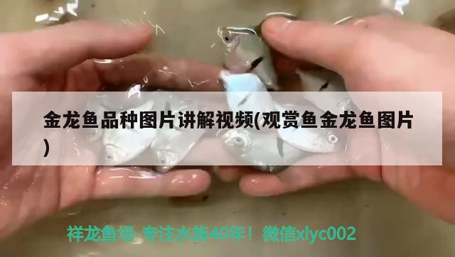 金龍魚品種圖片講解視頻(觀賞魚金龍魚圖片) 水族品牌