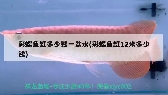 彩蝶魚缸多少錢一盆水(彩蝶魚缸12米多少錢) 細(xì)線銀版魚