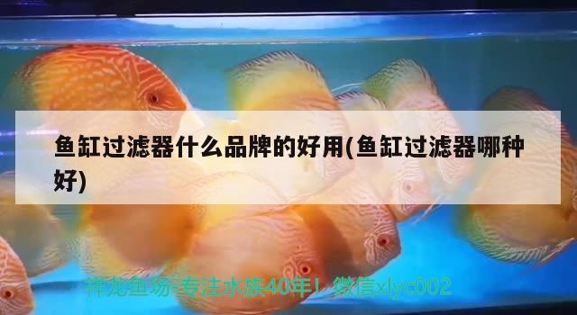 魚缸過濾器什么品牌的好用(魚缸過濾器哪種好)