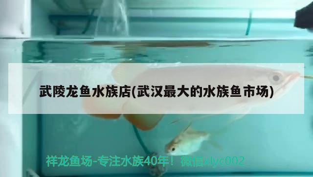 武陵龍魚水族店(武漢最大的水族魚市場) 三間鼠魚苗