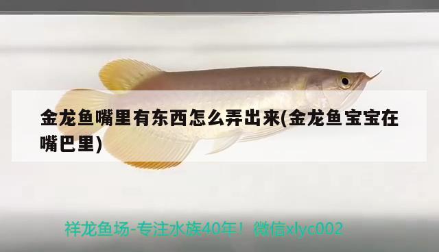 金龍魚嘴里有東西怎么弄出來(金龍魚寶寶在嘴巴里)