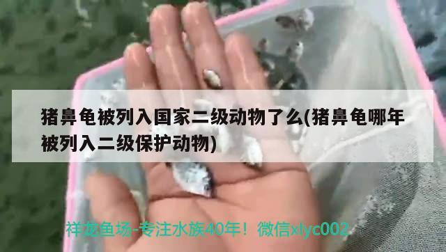 豬鼻龜被列入國家二級動(dòng)物了么(豬鼻龜哪年被列入二級保護(hù)動(dòng)物) 豬鼻龜