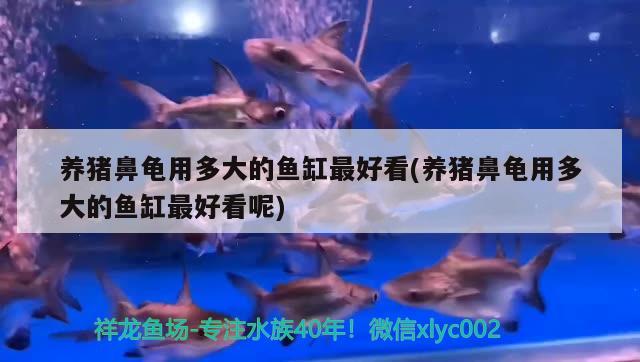 養(yǎng)豬鼻龜用多大的魚缸最好看(養(yǎng)豬鼻龜用多大的魚缸最好看呢) 豬鼻龜