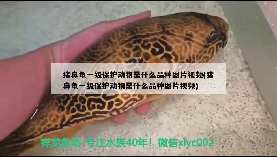 豬鼻龜一級保護動物是什么品種圖片視頻(豬鼻龜一級保護動物是什么品種圖片視頻) 豬鼻龜