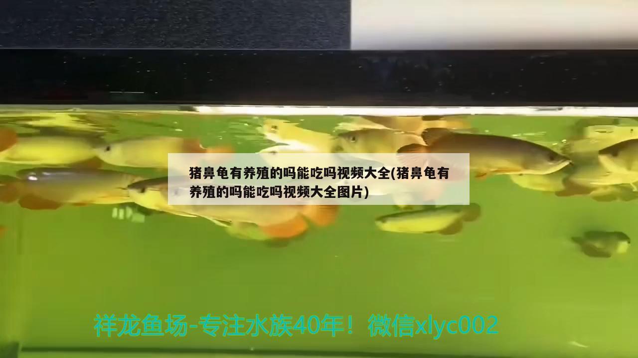 豬鼻龜有養(yǎng)殖的嗎能吃嗎視頻大全(豬鼻龜有養(yǎng)殖的嗎能吃嗎視頻大全圖片) 豬鼻龜百科