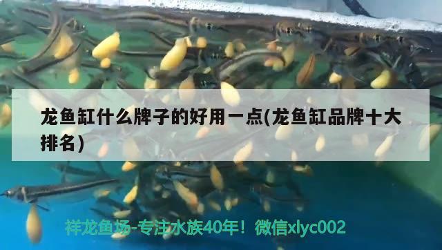 龍魚缸什么牌子的好用一點(龍魚缸品牌十大排名) 野彩魚