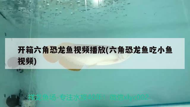 開箱六角恐龍魚視頻播放(六角恐龍魚吃小魚視頻) 粗線銀版魚苗 第2張