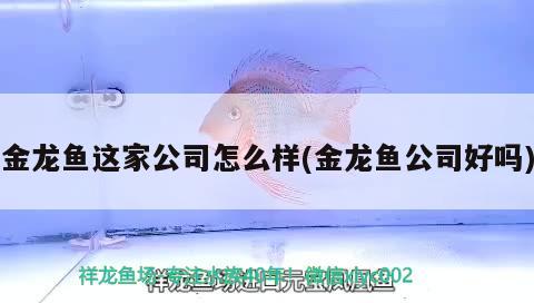 金龍魚這家公司怎么樣(金龍魚公司好嗎) 純血皇冠黑白魟魚 第2張