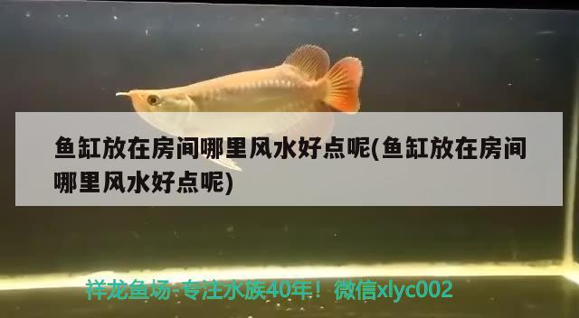 魚缸放在房間哪里風(fēng)水好點呢(魚缸放在房間哪里風(fēng)水好點呢)