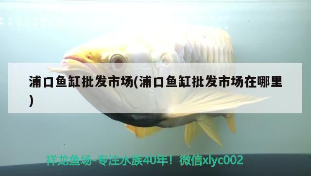 浦口魚缸批發(fā)市場(浦口魚缸批發(fā)市場在哪里) 羅漢魚