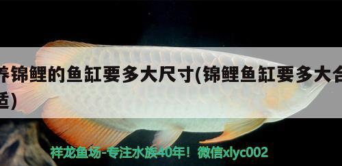 養(yǎng)錦鯉的魚缸要多大尺寸(錦鯉魚缸要多大合適)