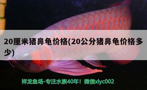 20厘米豬鼻龜價(jià)格(20公分豬鼻龜價(jià)格多少) 豬鼻龜