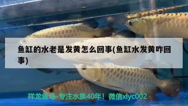 魚缸的水老是發(fā)黃怎么回事(魚缸水發(fā)黃咋回事) 斑馬狗頭魚