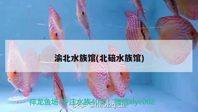 渝北水族館(北碚水族館) 斯維尼關(guān)刀魚