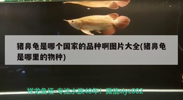 豬鼻龜是哪個國家的品種啊圖片大全(豬鼻龜是哪里的物種)