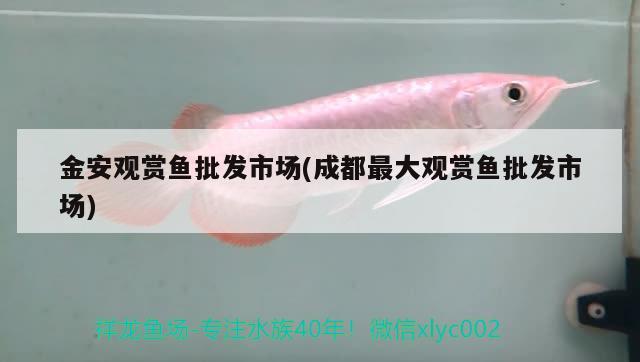 金安觀賞魚(yú)批發(fā)市場(chǎng)(成都最大觀賞魚(yú)批發(fā)市場(chǎng))