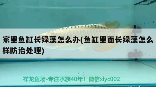 家里魚缸長綠藻怎么辦(魚缸里面長綠藻怎么樣防治處理) 野彩魚