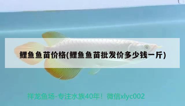 鯉魚魚苗價(jià)格(鯉魚魚苗批發(fā)價(jià)多少錢一斤) 二氧化碳設(shè)備