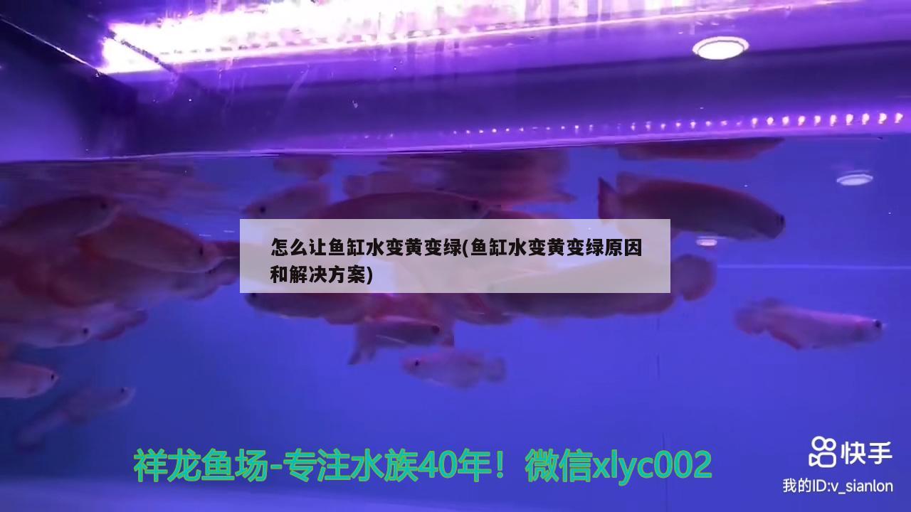 怎么讓魚缸水變黃變綠(魚缸水變黃變綠原因和解決方案)