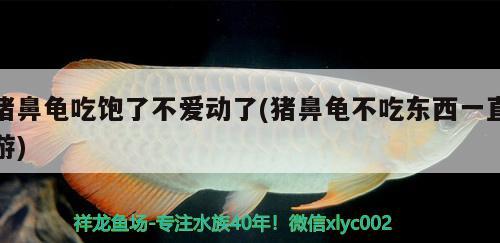 豬鼻龜吃飽了不愛動了(豬鼻龜不吃東西一直游)