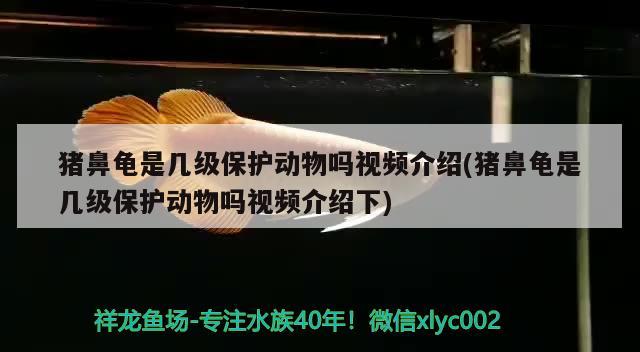 豬鼻龜是幾級保護動物嗎視頻介紹(豬鼻龜是幾級保護動物嗎視頻介紹下)