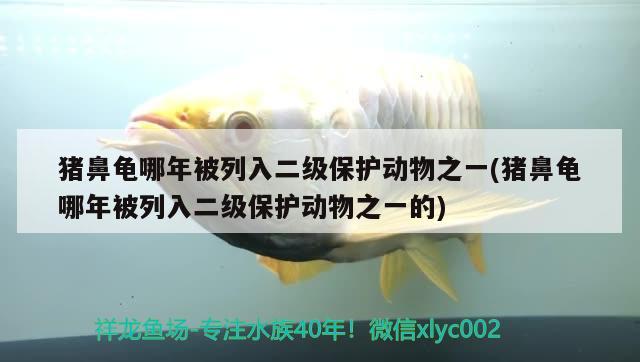 豬鼻龜哪年被列入二級(jí)保護(hù)動(dòng)物之一(豬鼻龜哪年被列入二級(jí)保護(hù)動(dòng)物之一的)