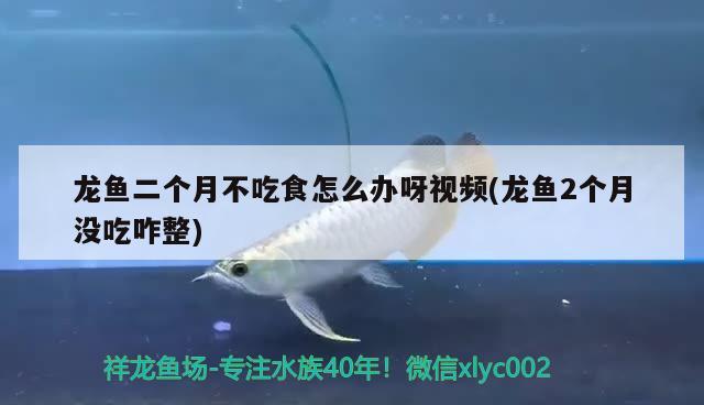 龍魚二個(gè)月不吃食怎么辦呀視頻(龍魚2個(gè)月沒吃咋整) 白玉紅龍魚