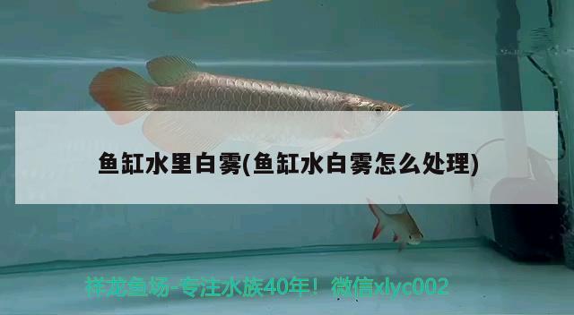 魚缸水里白霧(魚缸水白霧怎么處理) 印尼三紋虎