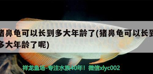 豬鼻龜可以長到多大年齡了(豬鼻龜可以長到多大年齡了呢)