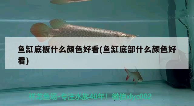 魚(yú)缸底板什么顏色好看(魚(yú)缸底部什么顏色好看)