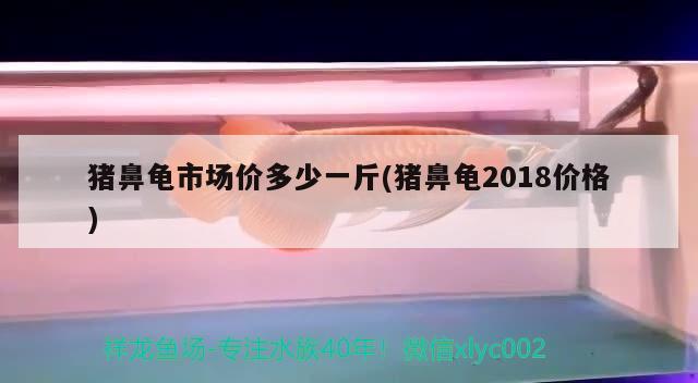 豬鼻龜市場價多少一斤(豬鼻龜2018價格)