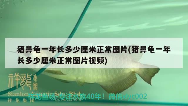 豬鼻龜一年長多少厘米正常圖片(豬鼻龜一年長多少厘米正常圖片視頻) 豬鼻龜